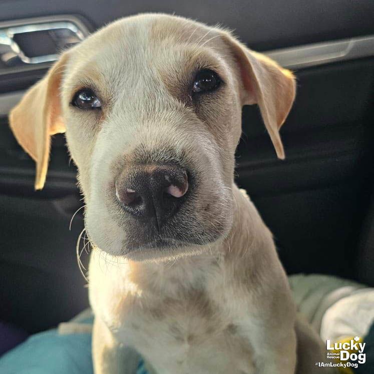 Enlarge Toad, a Adopted Labrador Retriever in Washington, DC image 3/3