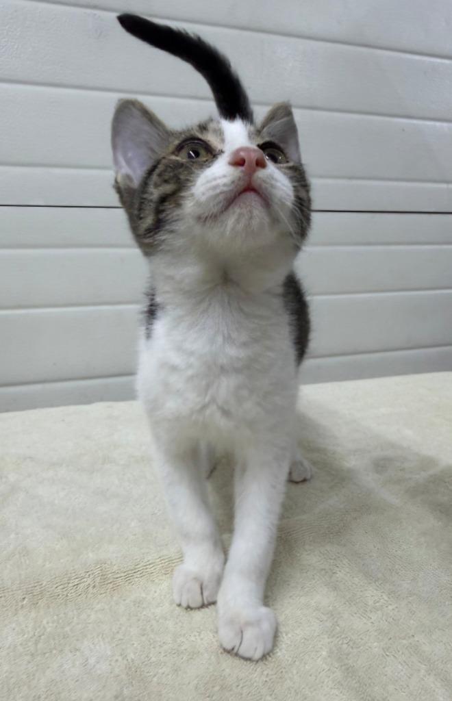 Enlarge Luke, a Adoptable mixed breed in Lagrange, IN image 1/1
