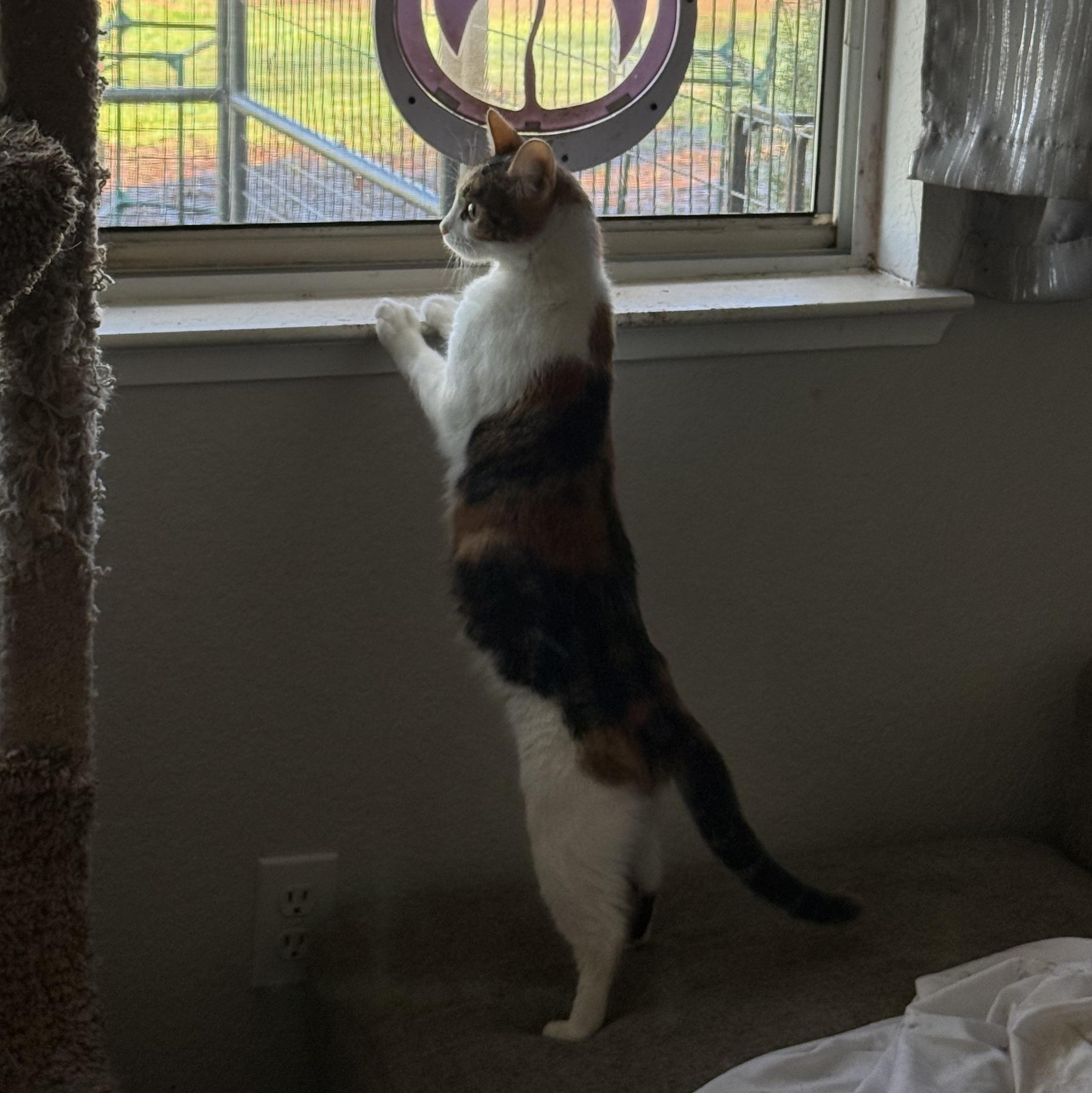 Enlarge Lil Mama Rose, an adoptable Domestic Short Hair in Madera, CA image 2/2