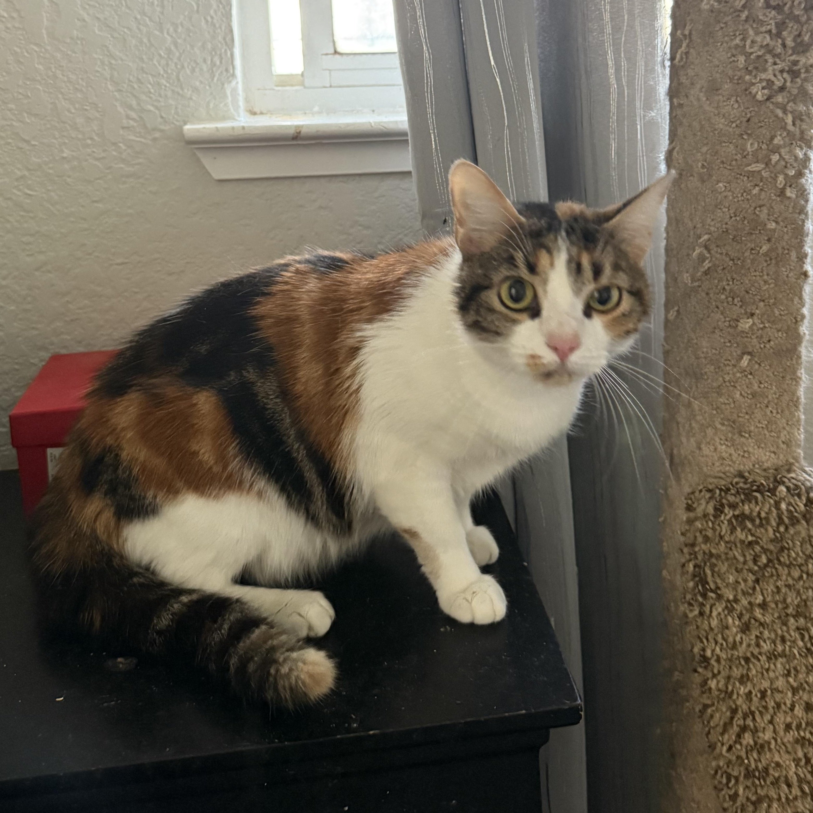 Lil Mama Rose, adoptable, Adult Female Domestic Short Hair.