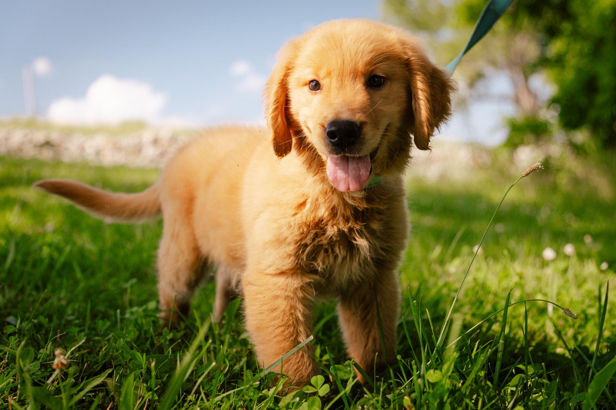 Jax (Jaxon), Baby Male Golden Retriever