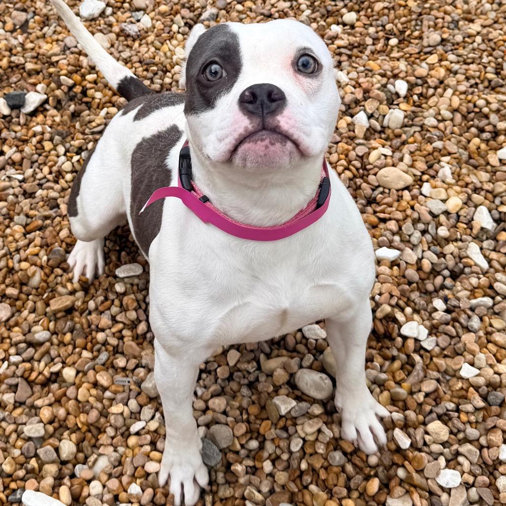 Pebbles, Adoptable, Adult Female Terrier.