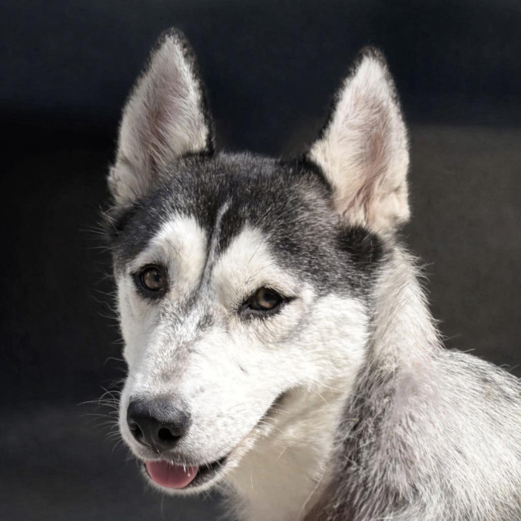 Freya, a Adoptable Husky in Brenham, TX image 1/5