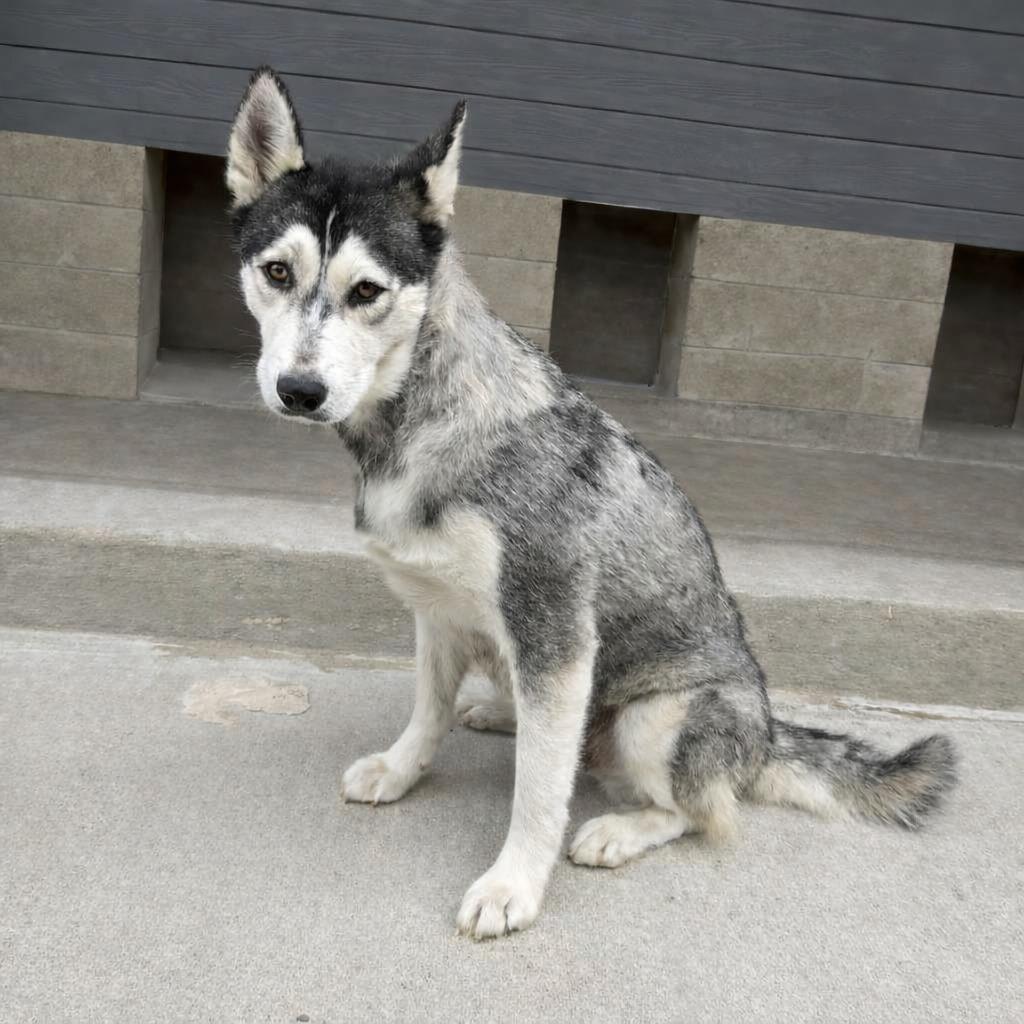 Freya, a Adoptable Husky in Brenham, TX image 2/5