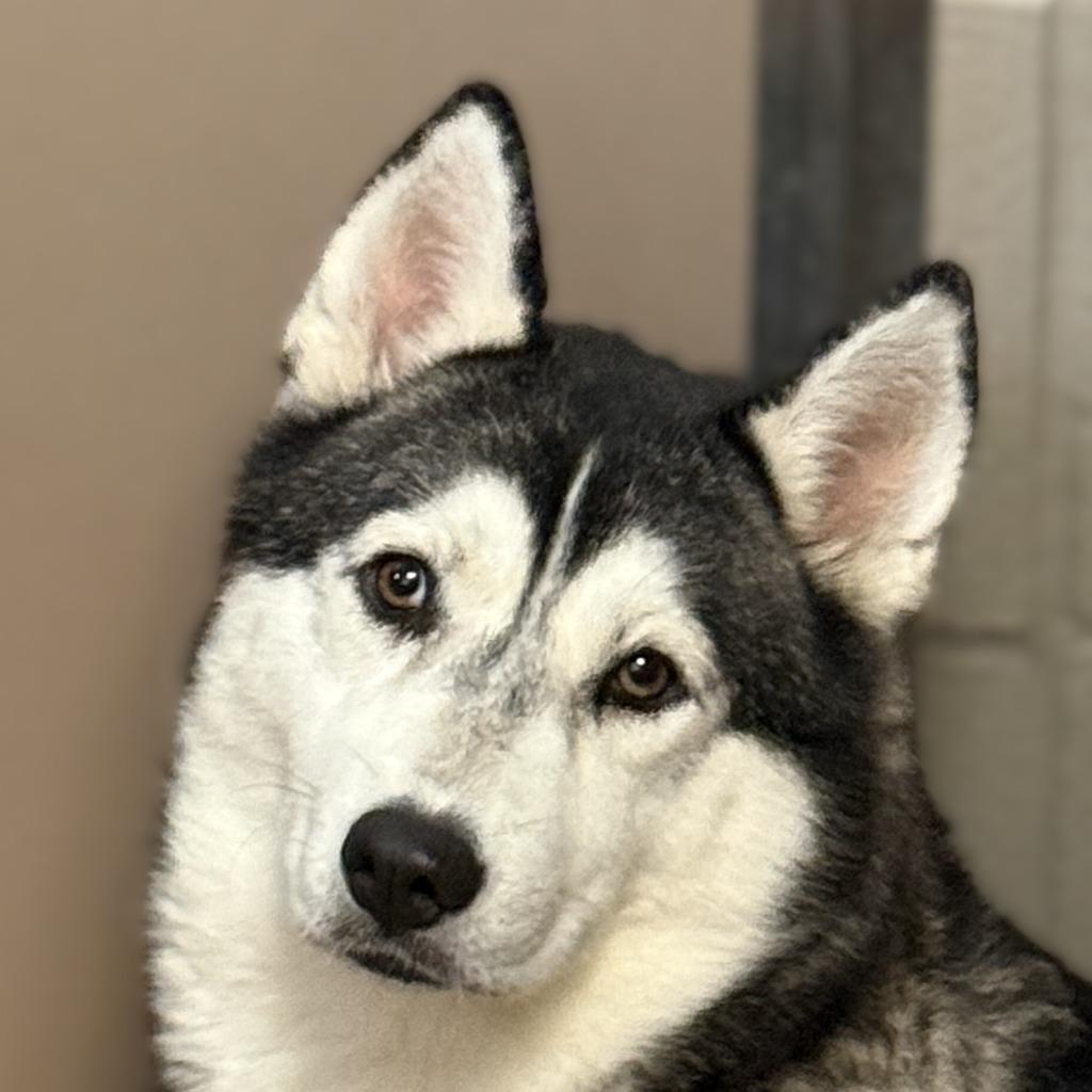 Freya, Adoptable, Puppy Female Husky.