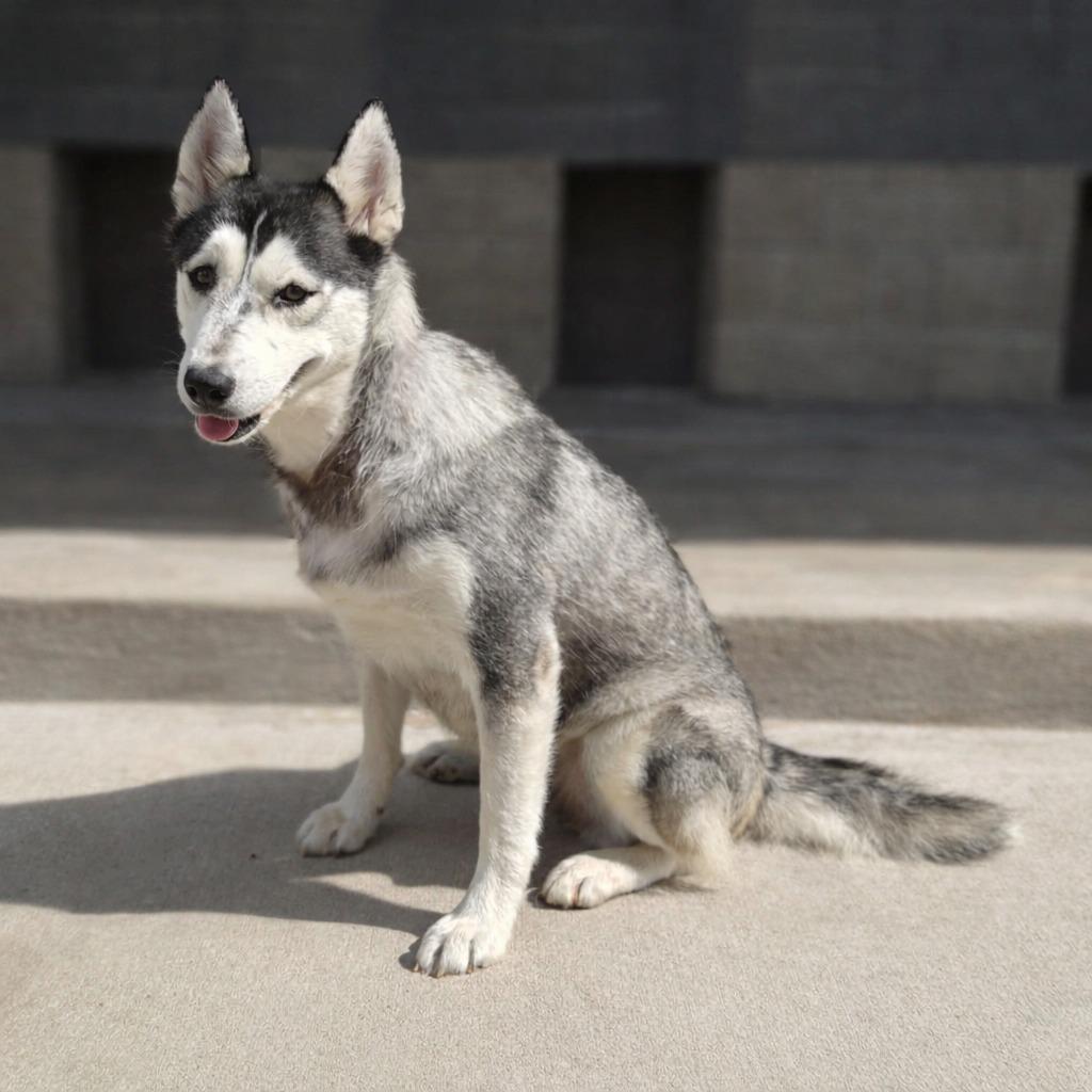Freya, a Adoptable Husky in Brenham, TX image 3/5