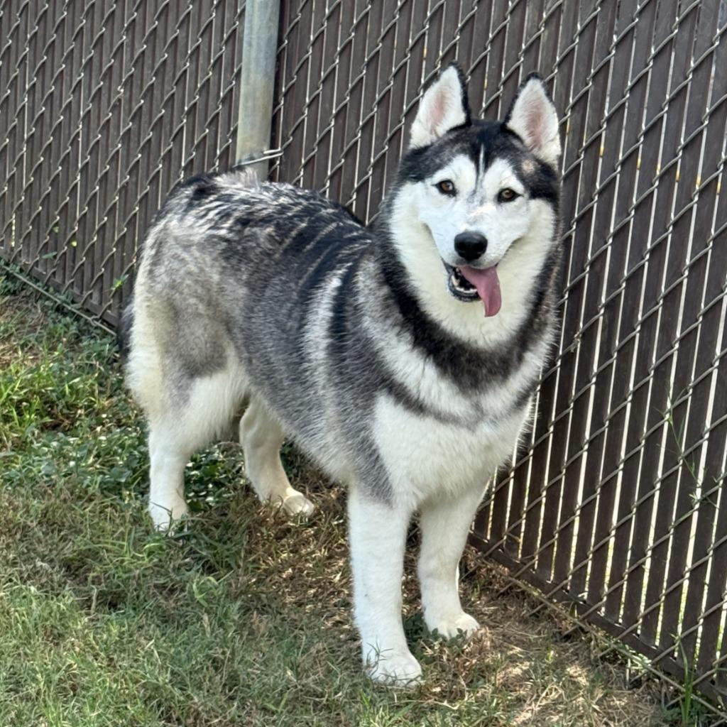 Enlarge Freya, a Adoptable Husky in Brenham, TX image 2/6