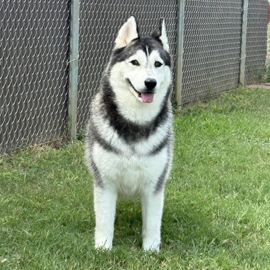 Enlarge Freya, a Adoptable Husky in Brenham, TX image 3/6