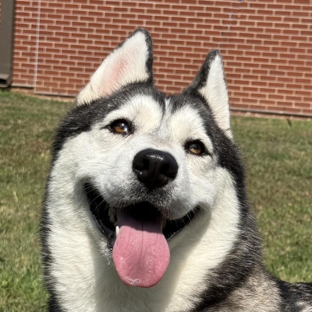 Enlarge Freya, a Adoptable Husky in Brenham, TX image 1/6