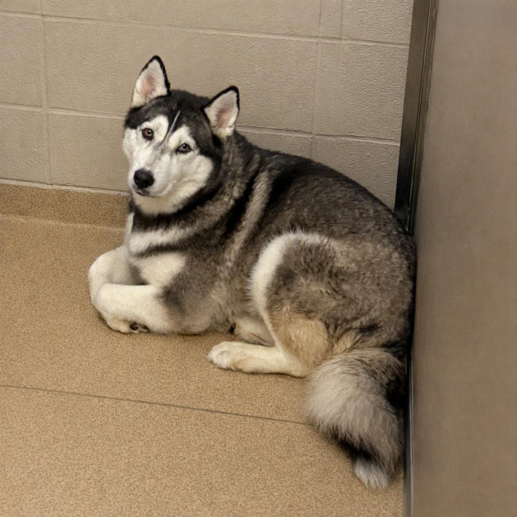 Enlarge Freya, a Adoptable Husky in Brenham, TX image 2/3