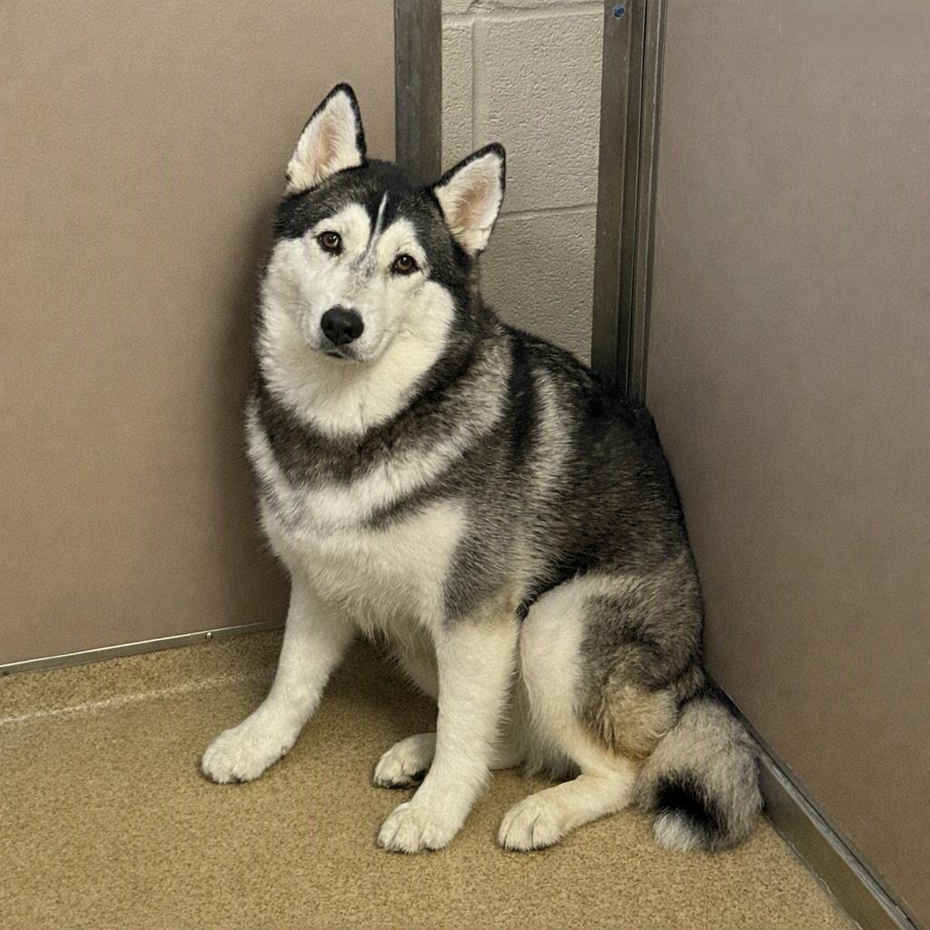 Enlarge Freya, a Adoptable Husky in Brenham, TX image 3/3