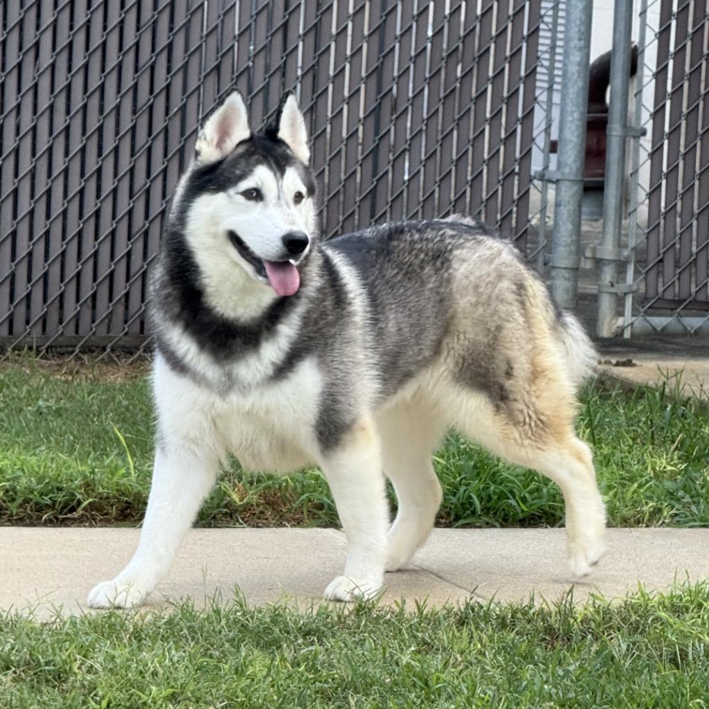 Enlarge Freya, a Adoptable Husky in Brenham, TX image 4/6