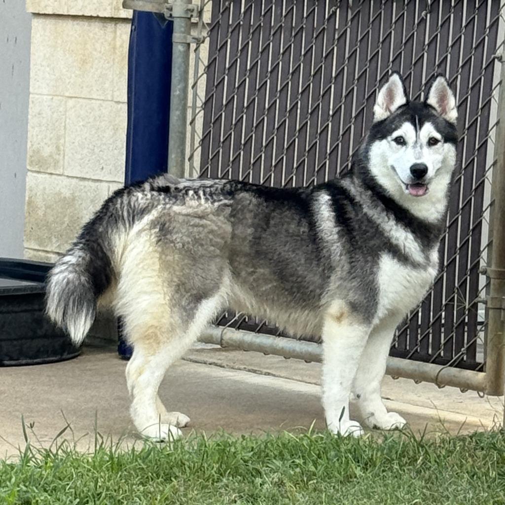 Enlarge Freya, a Adoptable Husky in Brenham, TX image 5/6