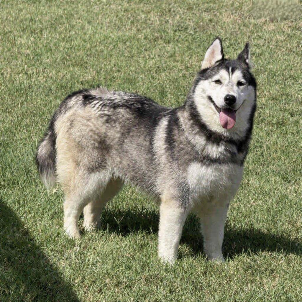 Enlarge Freya, a Adoptable Husky in Brenham, TX image 6/6