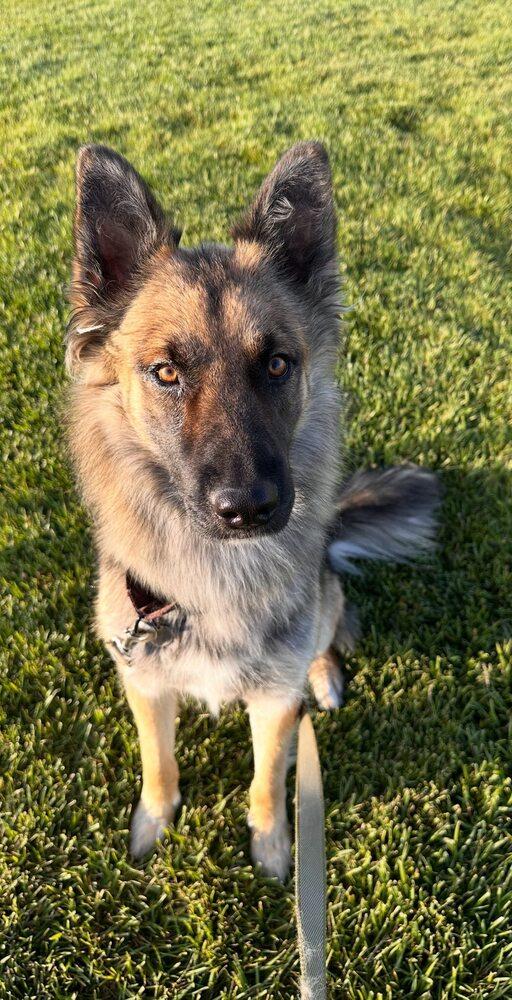 Atlas, a Adoptable mixed breed in Pleasant Hill, CA image 1/2