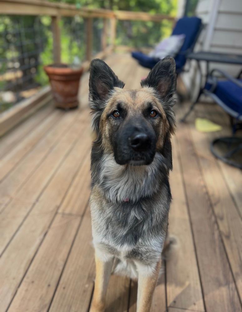 Atlas, Adoptable, Young Male German Shepherd Dog.