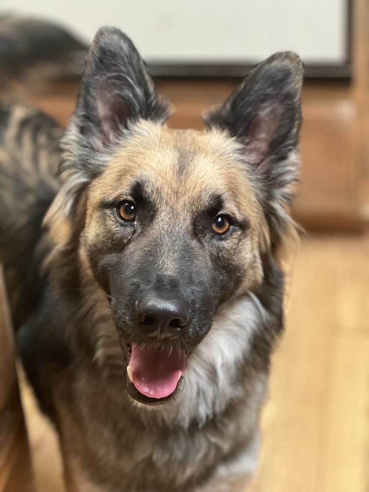 Enlarge Atlas, a Adoptable mixed breed in Pleasant Hill, CA image 2/6