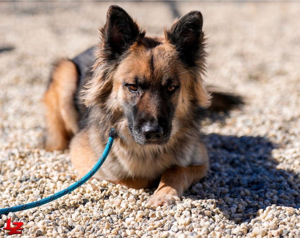 Enlarge Atlas, a Adoptable mixed breed in Pleasant Hill, CA image 2/5