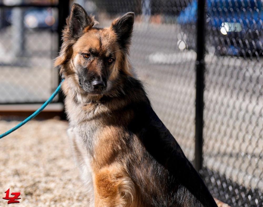 Enlarge Atlas, a Adoptable mixed breed in Pleasant Hill, CA image 3/5