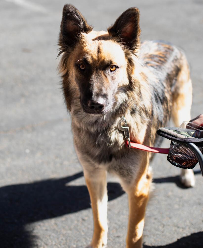 Atlas, a Adoptable mixed breed in Pleasant Hill, CA image 2/2