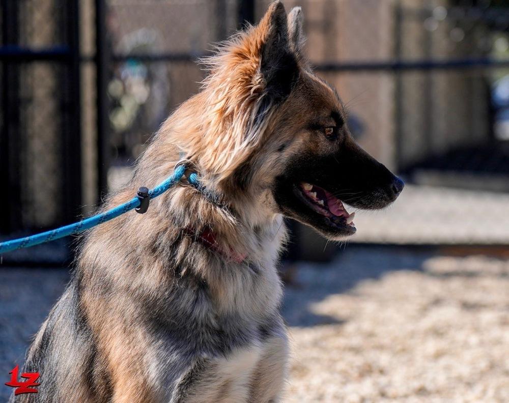 Enlarge Atlas, a Adoptable mixed breed in Pleasant Hill, CA image 5/5