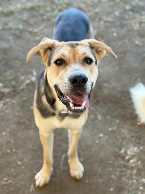 Enlarge KAREN, a Adoptable mixed breed in Riverside, CA image 1/1