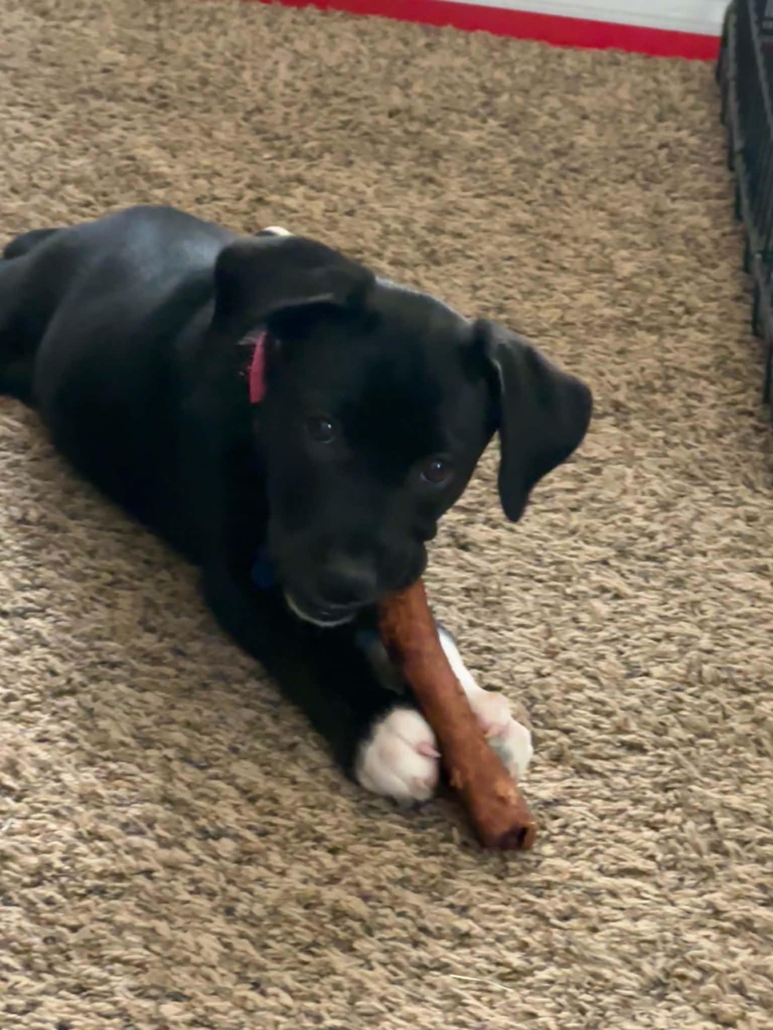 Lollipop, a ADOPTABLE mixed breed in Columbia, MO image 2/4