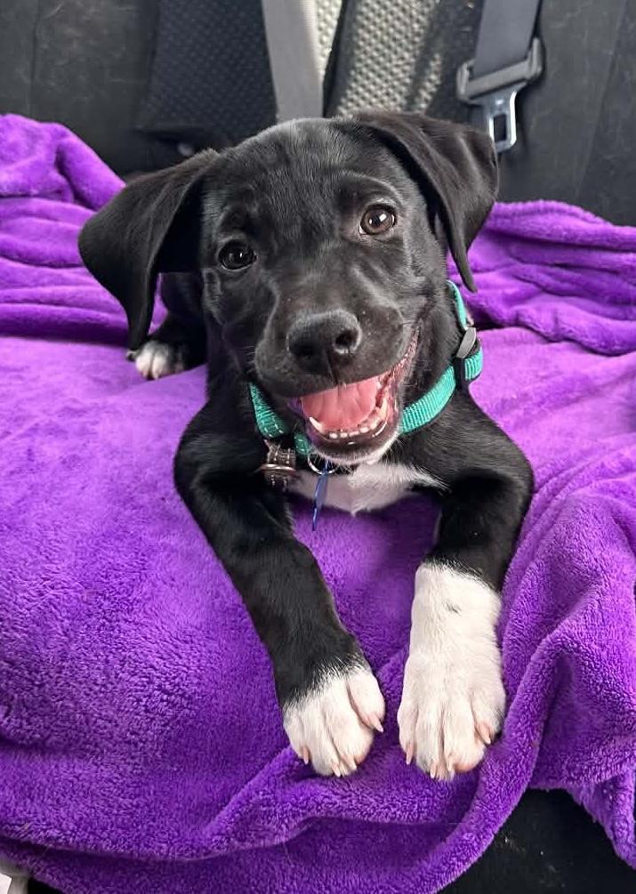 Lollipop, ADOPTABLE, Puppy Female Pointer.