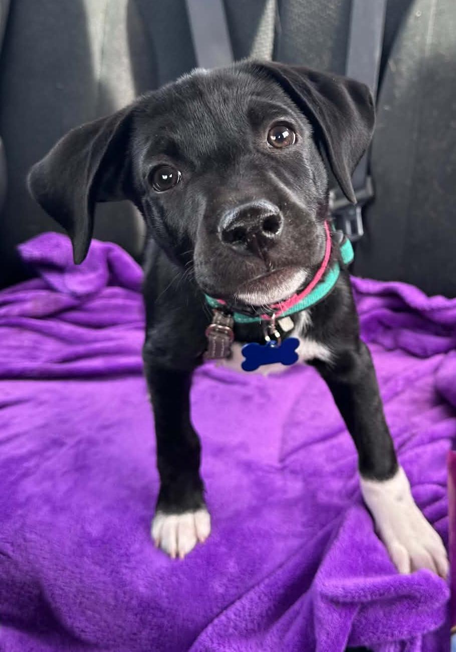 Lollipop, a ADOPTABLE mixed breed in Columbia, MO image 3/4