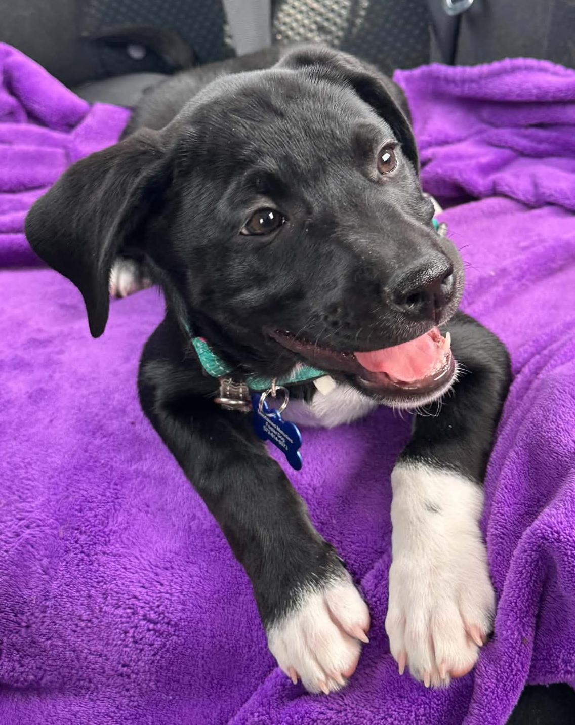 Lollipop, a ADOPTABLE mixed breed in Columbia, MO image 4/4