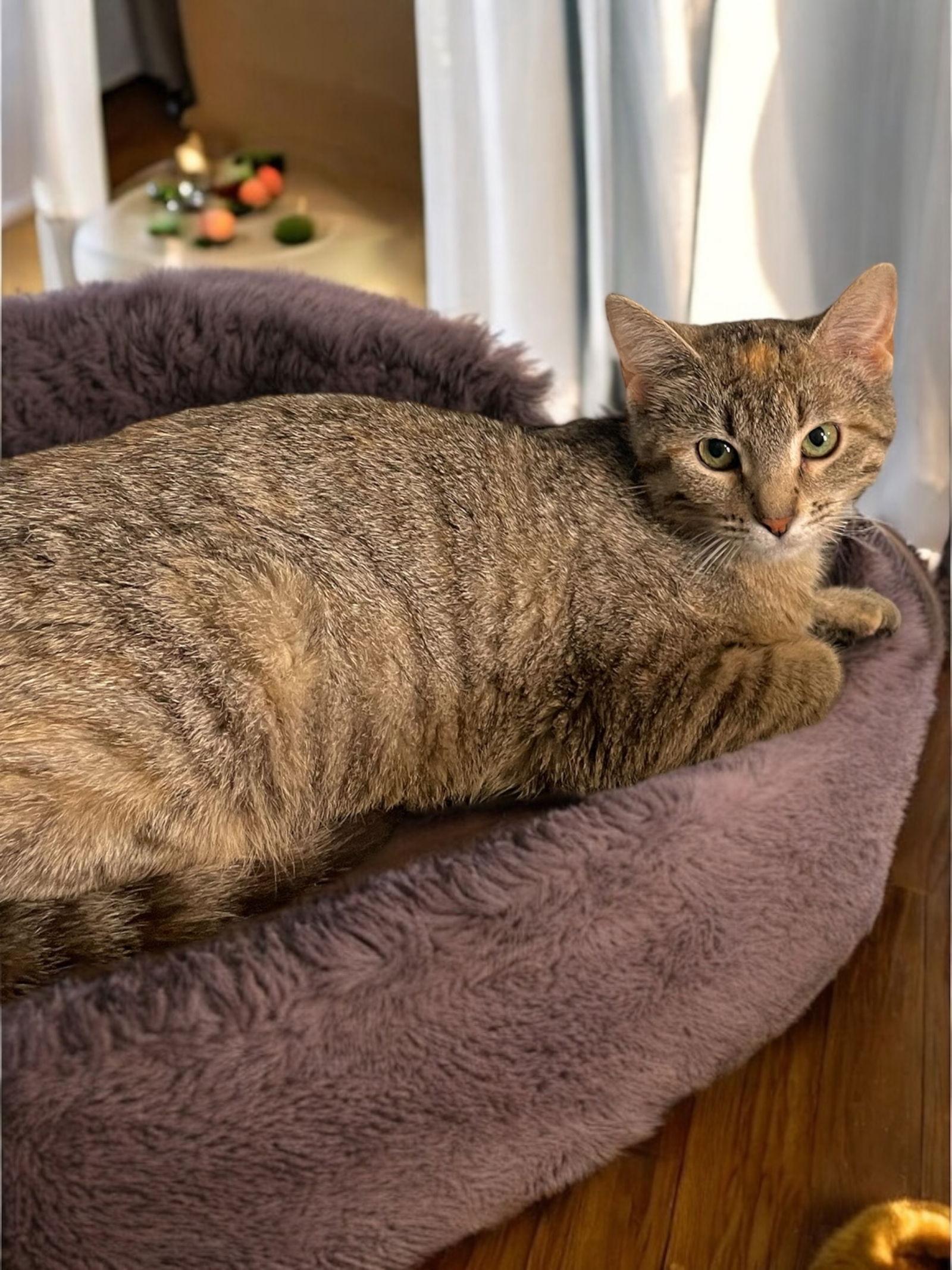 Bornia, Adoptable, Young Female Domestic Short Hair.