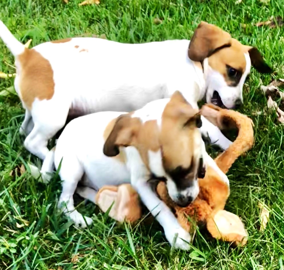 Dog for adoption Hailey, a Beagle & Basset Hound Mix in Lake Geneva, WI Petfinder