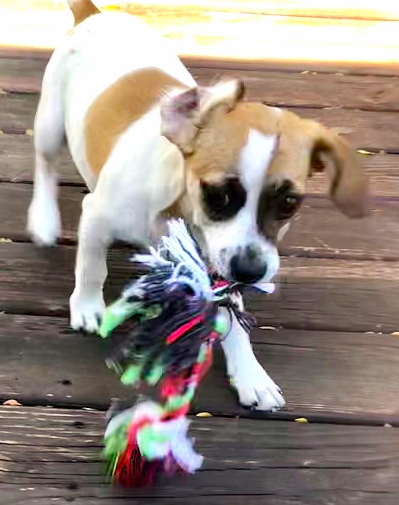 Dog for adoption Hailey, a Beagle & Basset Hound Mix in Lake Geneva, WI Petfinder