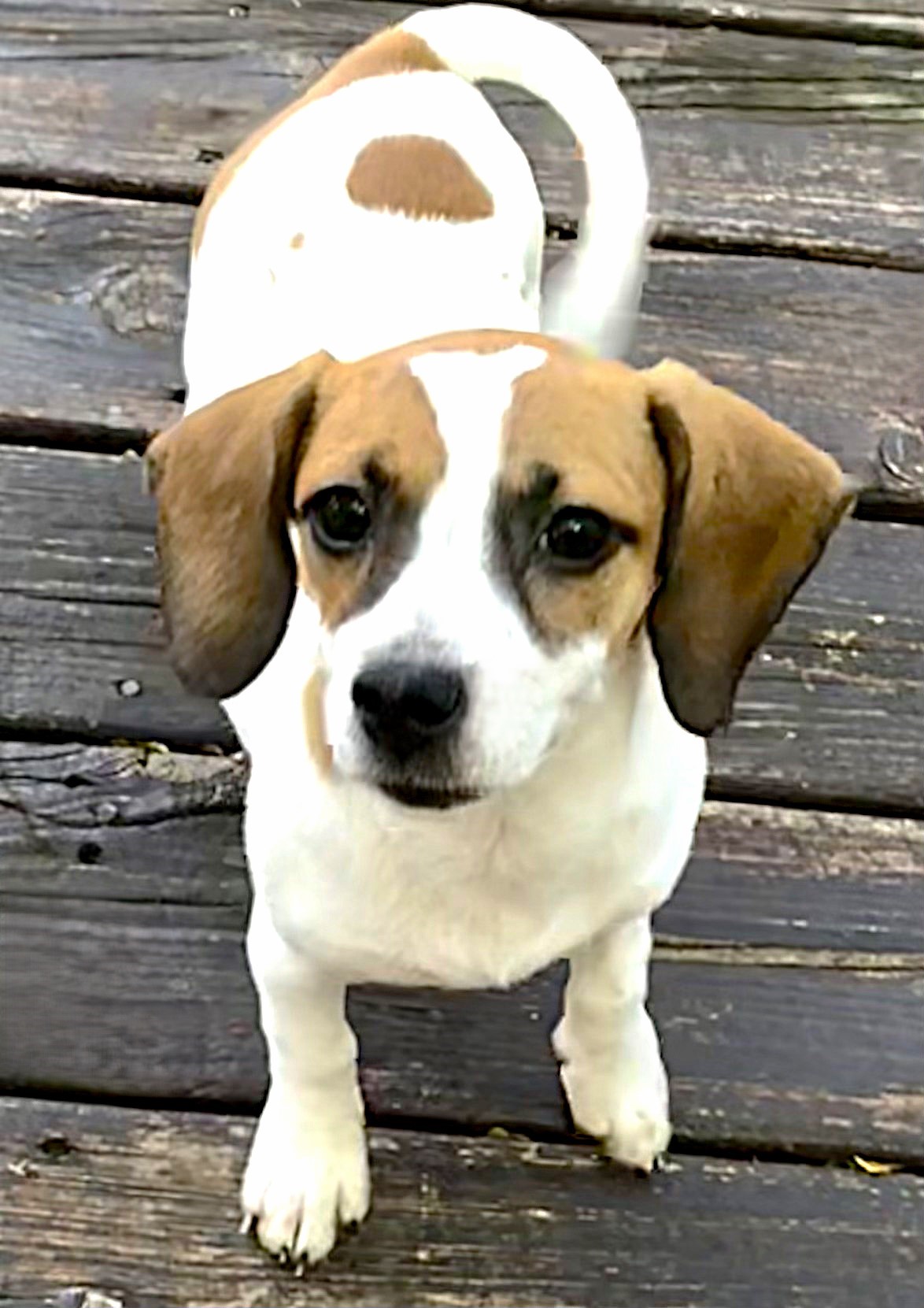 Dog for adoption Hailey, a Beagle & Basset Hound Mix in Lake Geneva