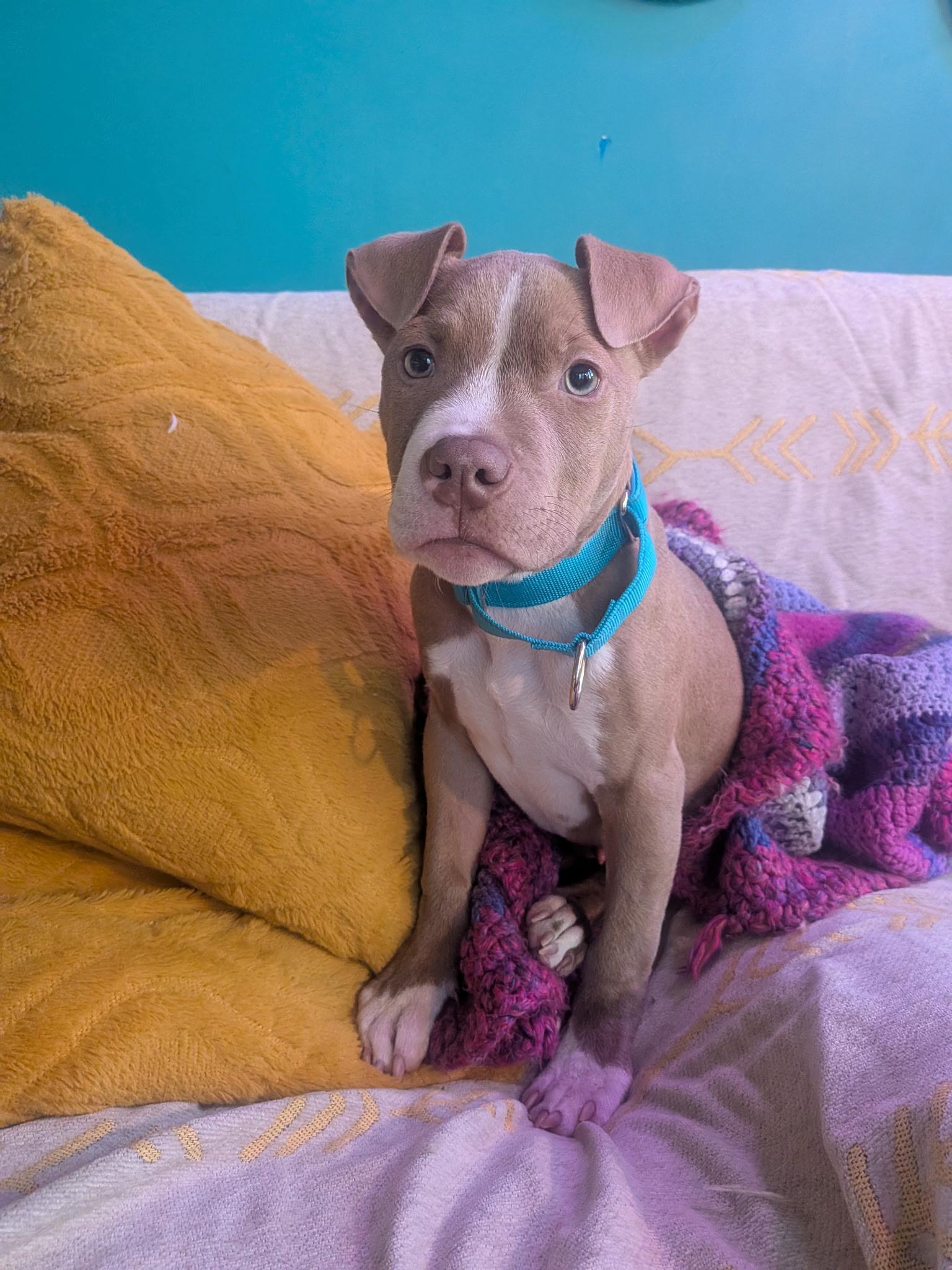 Enlarge Manolo , an adopted mixed breed in Cherry Valley, MA image 1/3