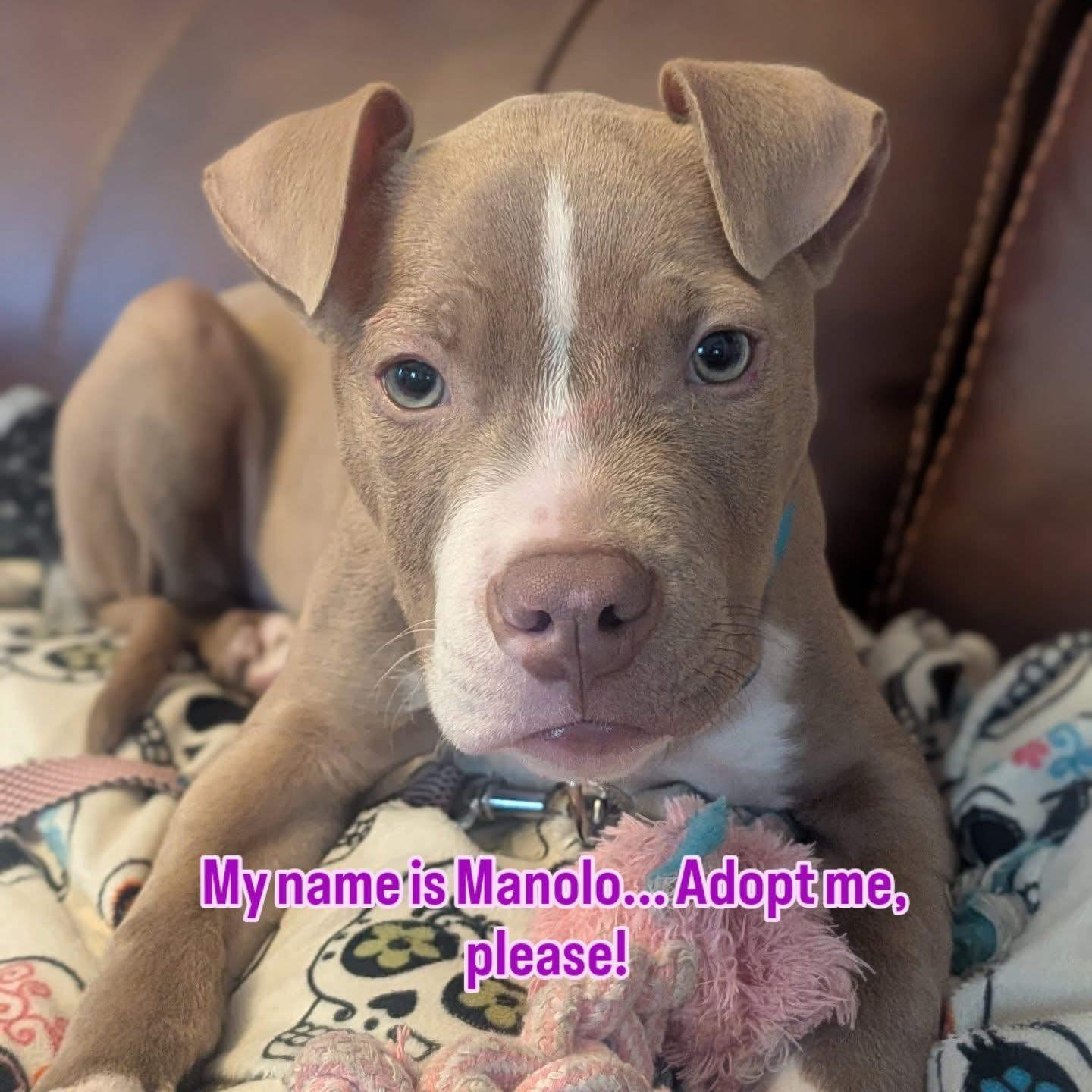 Enlarge Manolo , an adopted mixed breed in Cherry Valley, MA image 3/3