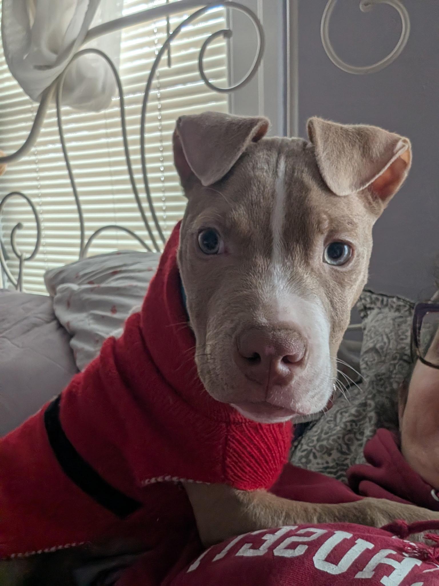 Enlarge Manolo , an adopted mixed breed in Cherry Valley, MA image 2/3