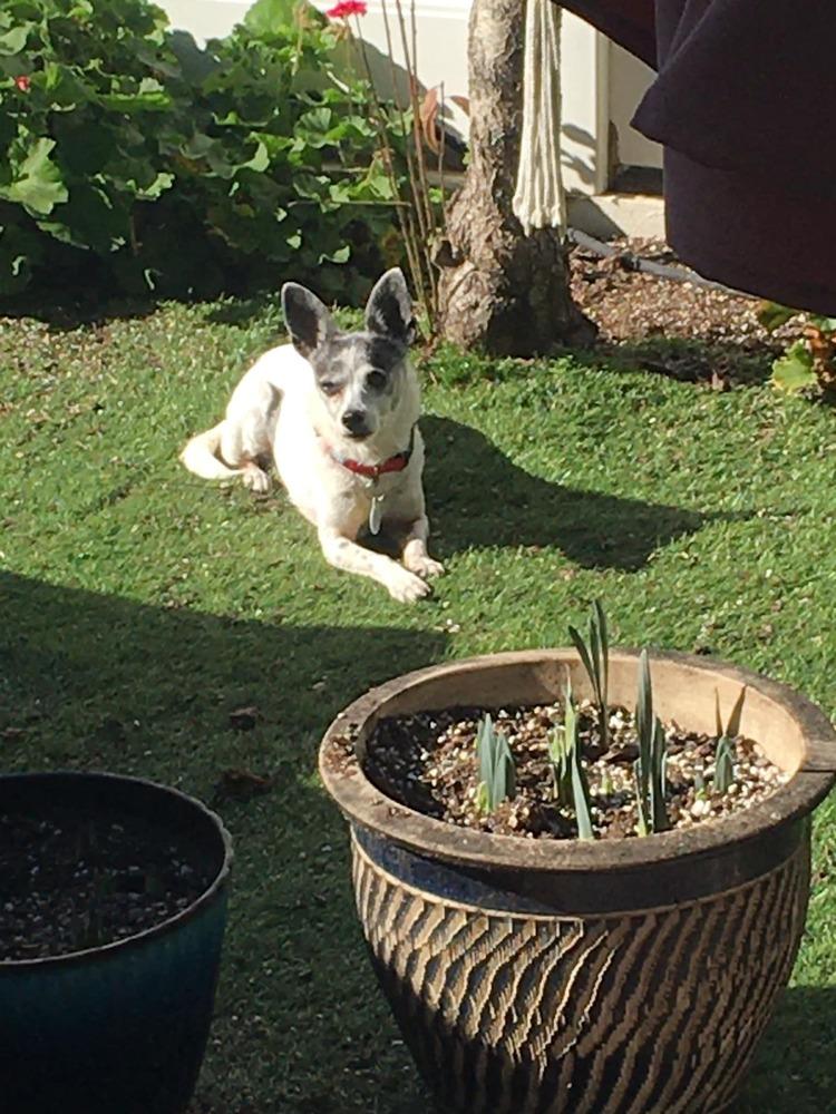 Chloe, Adoptable, Senior Female Jack Russell Terrier & Chihuahua.