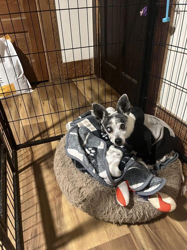 Chloe, a Adoptable mixed breed in Claremont, CA image 2/5