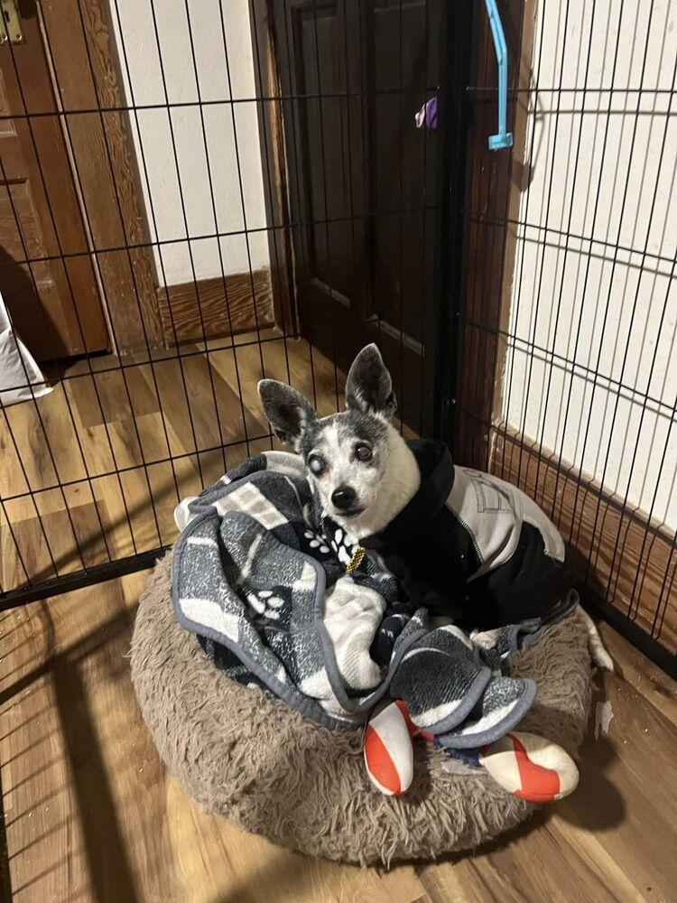 Chloe, a Adoptable mixed breed in Claremont, CA image 5/5