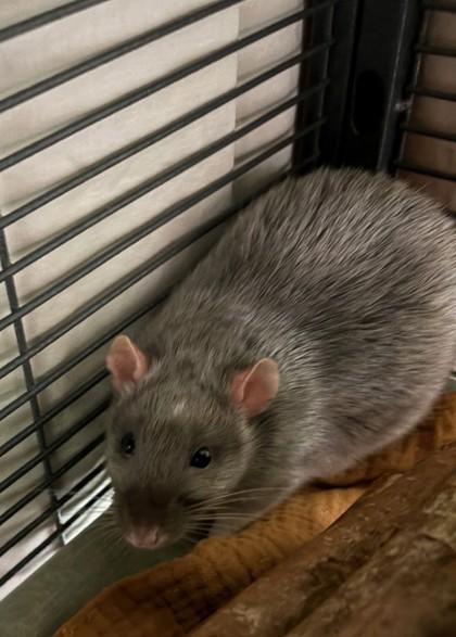 Barry, ADOPTABLE, Young Male Rat.