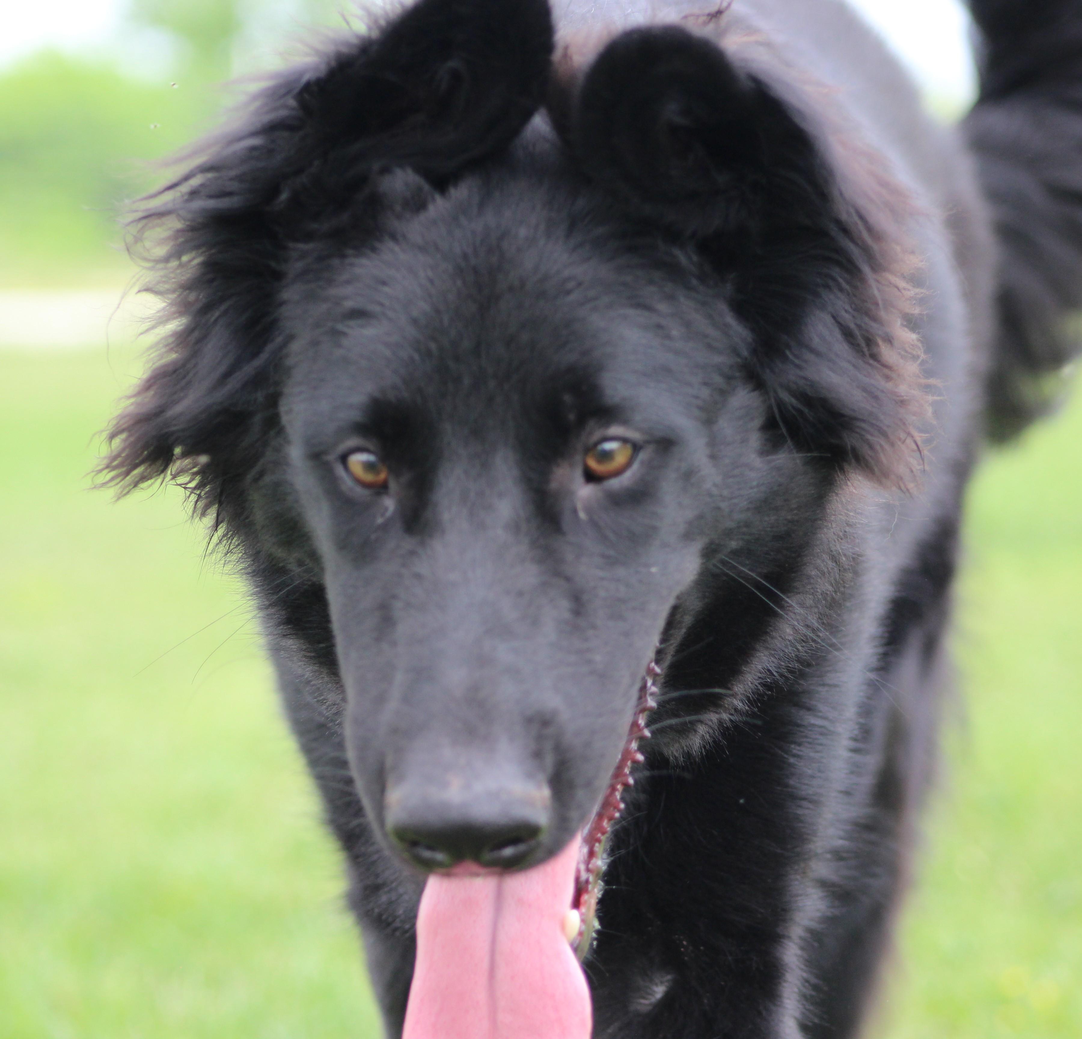 Enlarge Which-Way, a ADOPTABLE mixed breed in Temple, TX image 4/6