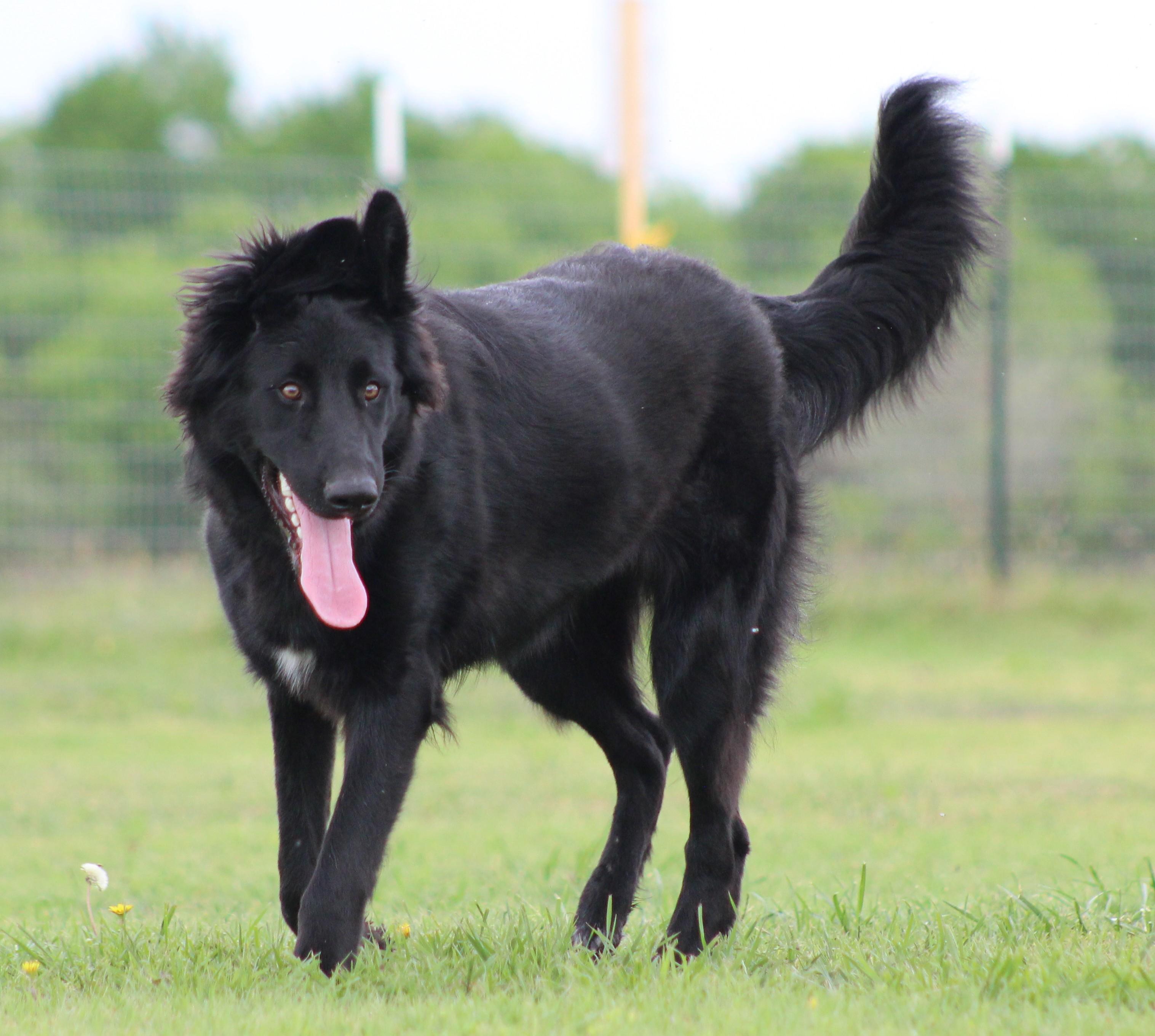 Enlarge Which-Way, a ADOPTABLE mixed breed in Temple, TX image 6/6