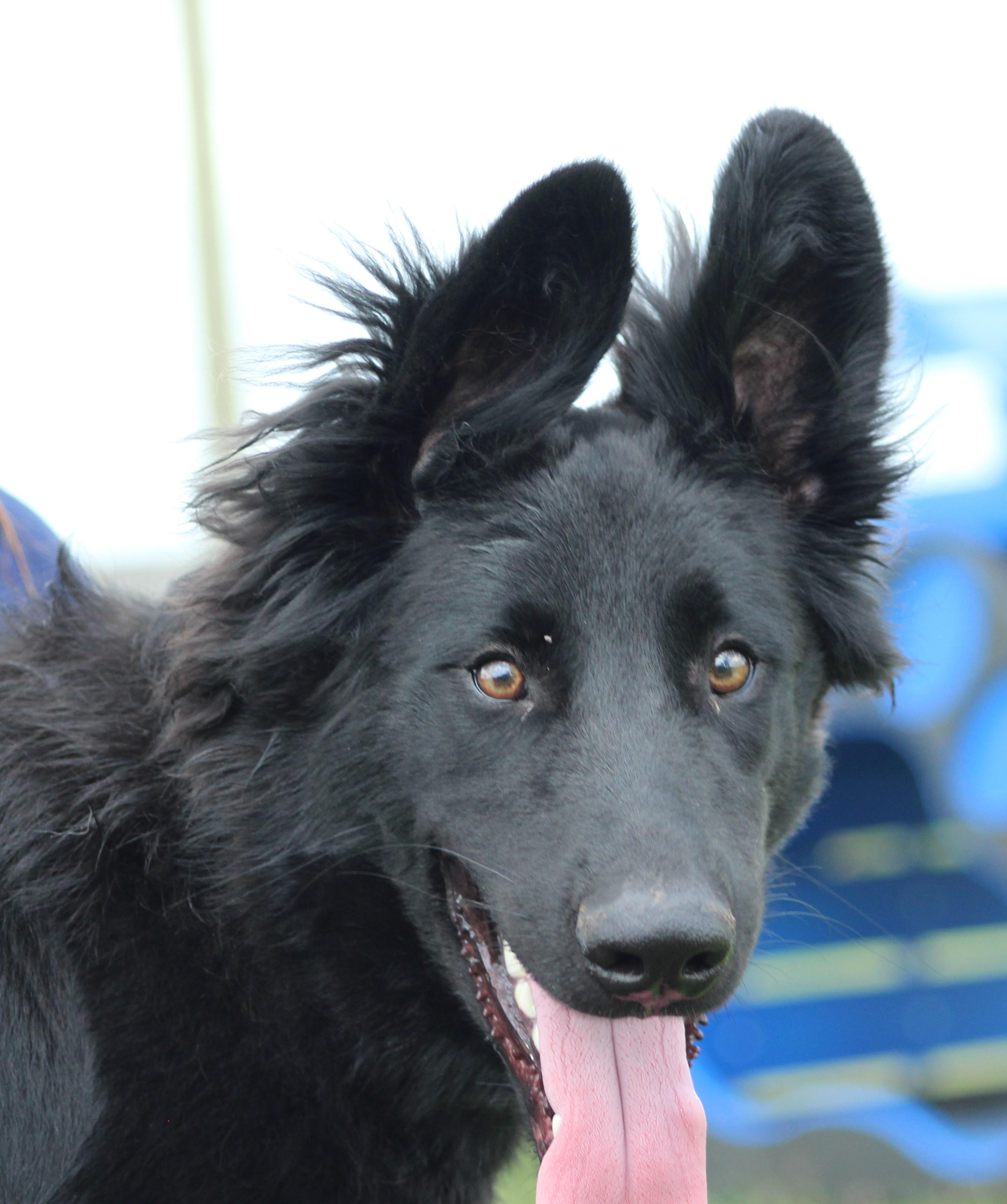 Enlarge Which-Way, a ADOPTABLE mixed breed in Temple, TX image 1/6