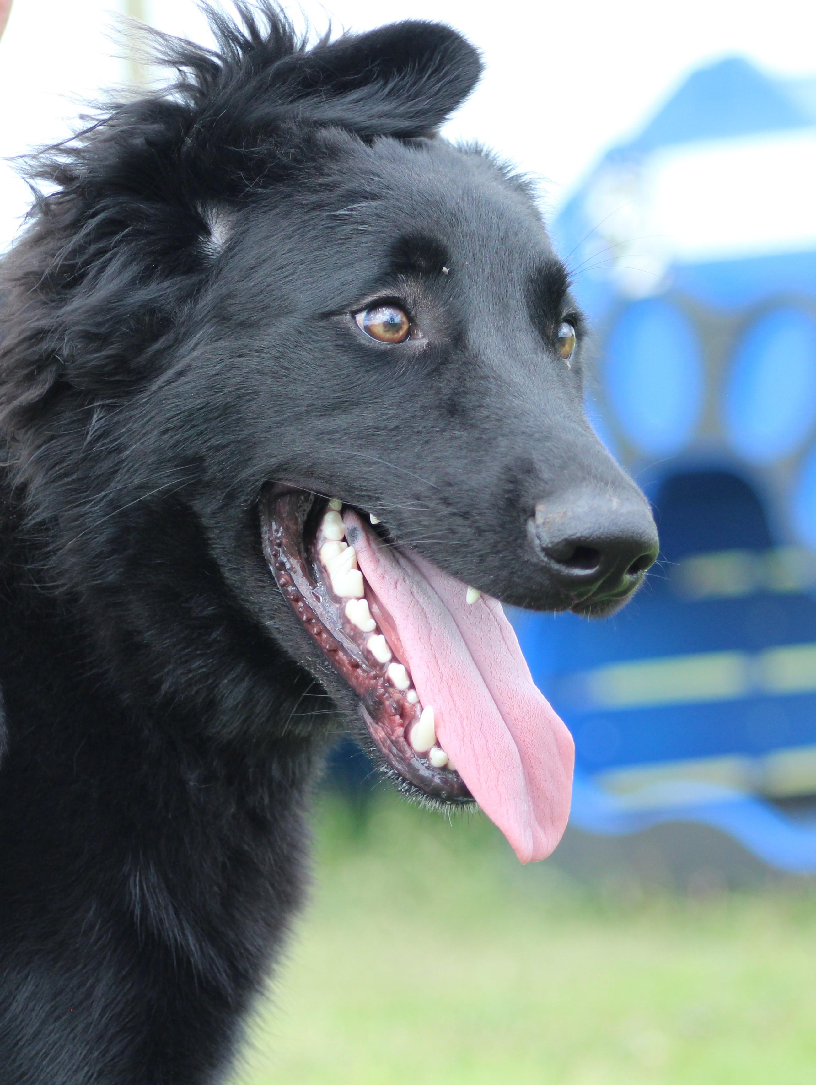 Enlarge Which-Way, a ADOPTABLE mixed breed in Temple, TX image 5/6