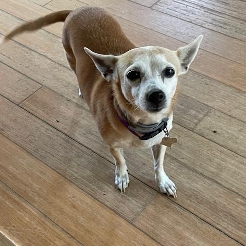 Enlarge Chloe, an adoptable Chihuahua in Mechanic Falls, ME image 2/4