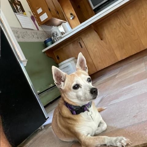 Enlarge Chloe, an adoptable Chihuahua in Mechanic Falls, ME image 1/4