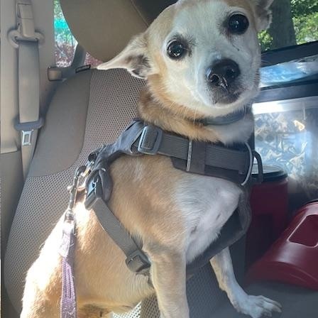 Enlarge Chloe, an adoptable Chihuahua in Mechanic Falls, ME image 4/4