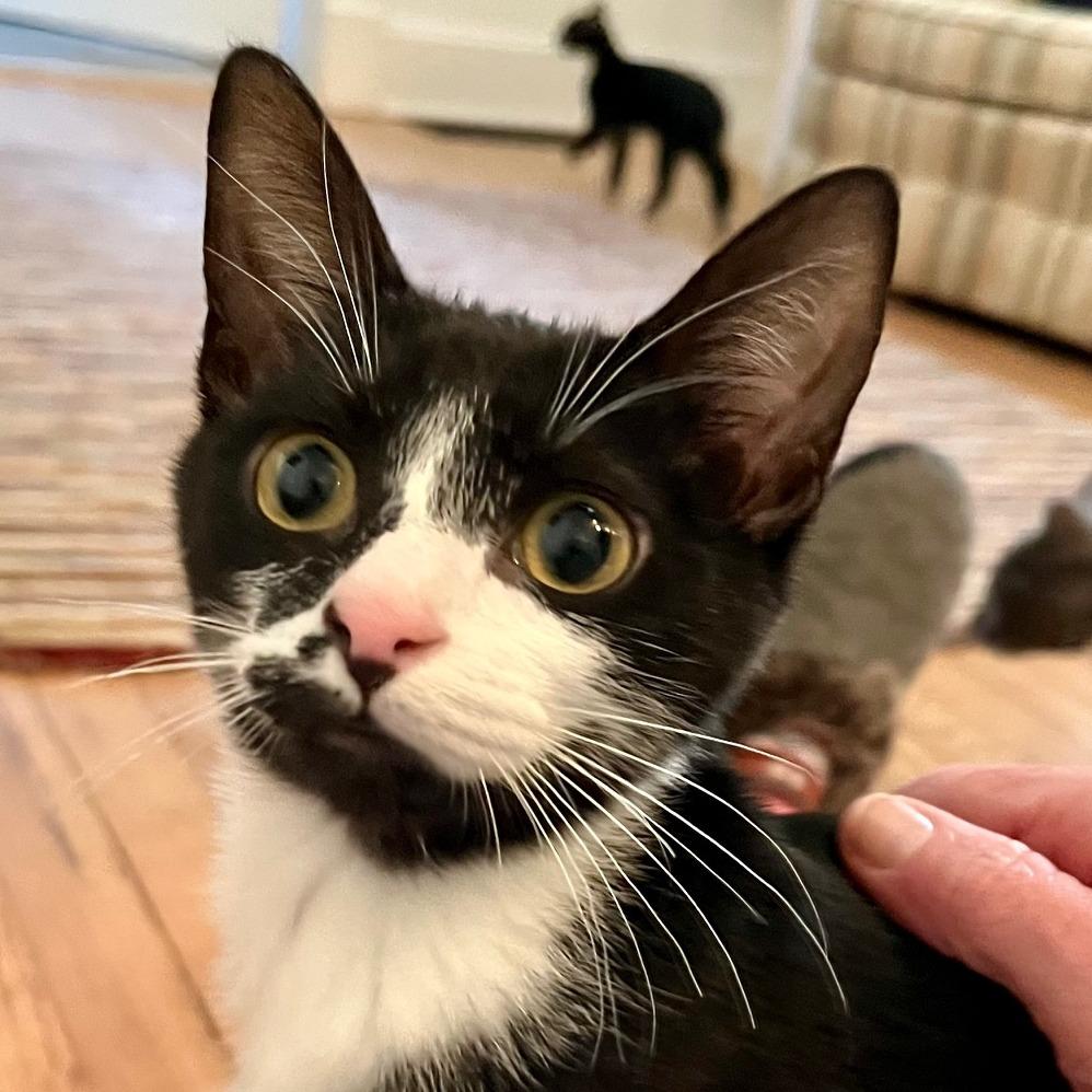 Silhouette — thumbnail 2