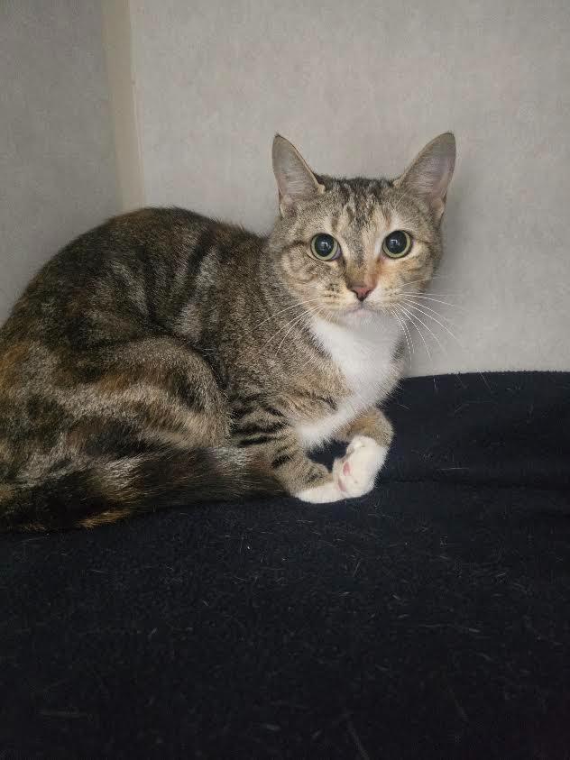 Enlarge basil, a Adoptable mixed breed in Culpeper, VA image 1/1